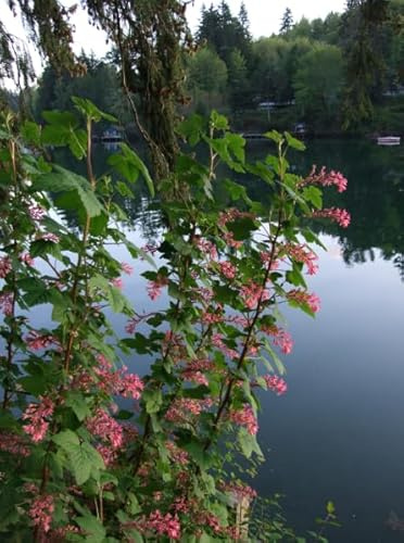 Red Currant Plant Live Rooted Starter Plant, Currant Bush Live Plant for Planting, No Ship to NC, WV, NH, Sweet Current Berry Fruits