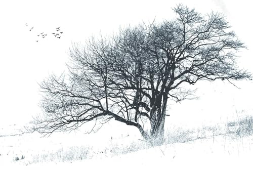 hity Papier Peint Panoramique Nature Paysage Noir et Blanc Arbre 400x280cm | Tapisserie Murale 3D Esprit zen Esquisse Arbre Oiseaux en vol Salon Chambre Adulte Enfant Zen Geant Mural