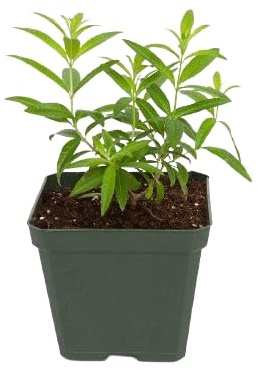 Planta de la Maria Luisa | DECOALIVE | Hierbaluisa | Planta Natural