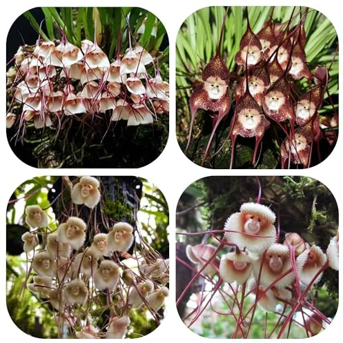 semi di orchidea testa di scimmia - vecchie varietà biologici esotiche perenni resistenti 100pcs