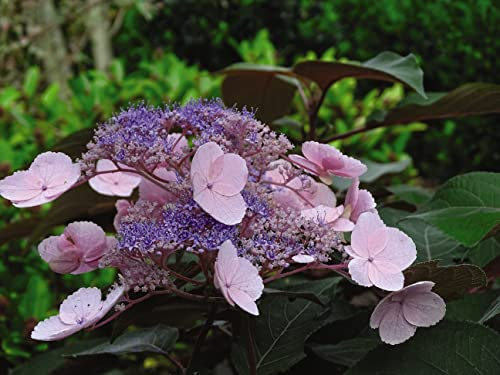 Suttons Hardy Perennial Hydrangea Aspera Macrophylla, Deciduous Flowering Shrub, Potted Garden Outdoor Plants Ideal for Cottage Gardens, Patio and Containers (2 x 3.6 Litre Pot)