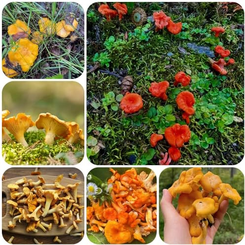 semi di finferli, biologici semi di Cantharellus cibarius, semi di invernali, coltivazione di acquistare da orto invernale I finferli 300pcs