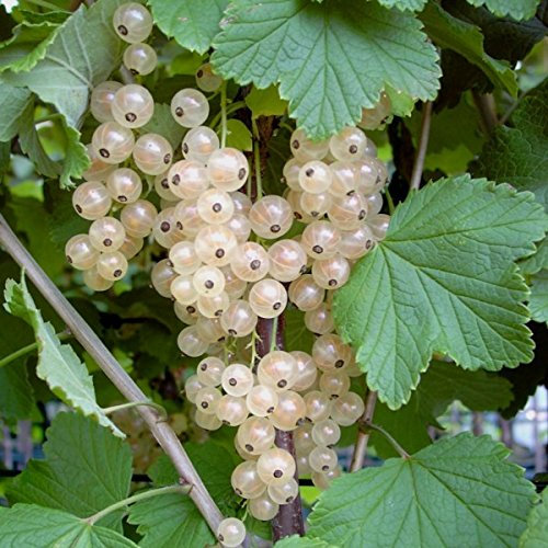 Weiße Versailler, weiße Johannisbeere, mittelfrühe Sorte, Busch, 60cm im Topf