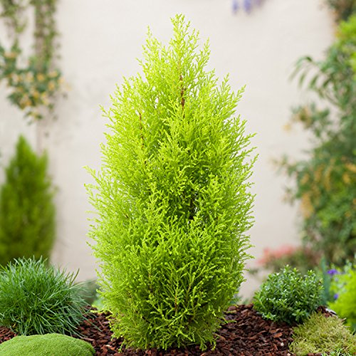 1 PIANTA DI CUPRESSUS MACROCARPA GOLDEN CREST CIPRESSO GOLD CREST VASO 12CM Sempreverdi