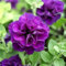 100 Piezas Semillas De Petunia Doble Pétalo Petunia Flor Enana Decoración Interior O Exterior Patio Jardín Fácil Cuidado Brinda Una Sensación De Logro