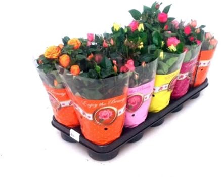 Pack de 10 Rosal miniatura en macetas. Altura 25-30 cm. Variados. Decorar con rosales miniatura embellece el hogar, purifica el aire y aporta un toque natural y elegante.