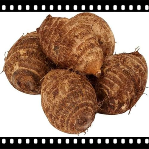 Rara Hosta a Orecchio di Elefante/Perenne/Resistente al freddo/Adatta per piantagioni all'aperto/Foglie grandi/Esteticamente sbalorditiva-H-3 Rizoma