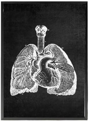 1 St Anatomikonst Vit Och Svart Medicinsk Dukmålning Blommaorgel Cardio Lung Affischutskrift Utbildning Sjukhus Heminredning