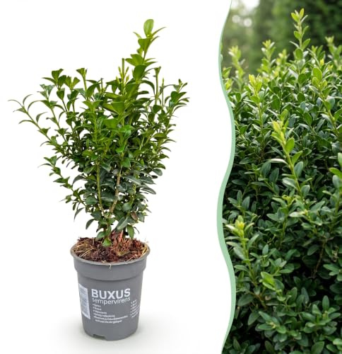 GreenboutiQ - Heckenpflanzen - Buxus sempervirens - Blatt grün - 8 Pflanzen - 1 laufender Meter - immergrün - Topf 9cm Höhe 20-25cm