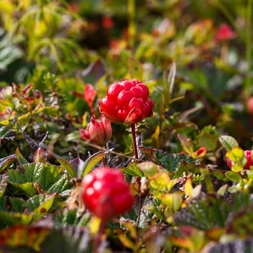 moras árticas, Cultivo de verdes, de interior zarzamora resistentes con en uso exterior, resistentes jardín en jardín interior 75semillas