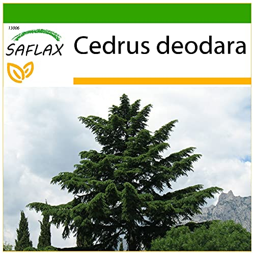 SAFLAX - Cedro dell Himalaya - 35 semi - Con substrato - Cedrus deodara