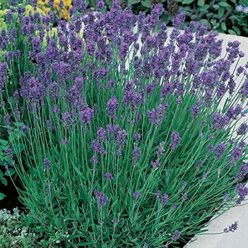 English Lavender Augustifolia 'Munstead' Perennial Garden Plug Plants (Pack of 6)