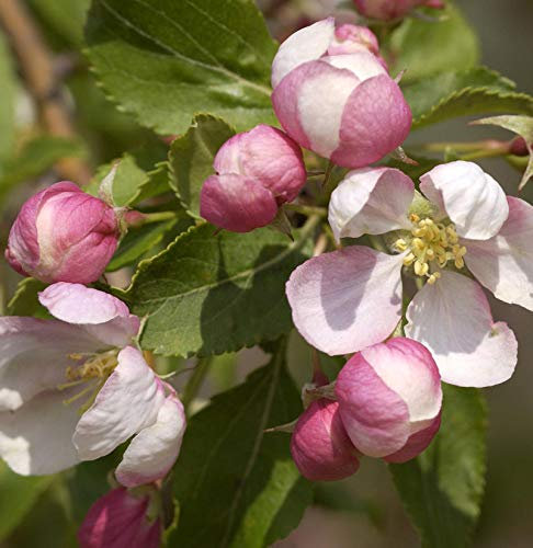 Hochstamm Zierapfel Red Jade 80-100cm - Malus Hybride - lebende Gartenpflanze aus den Baumschulen