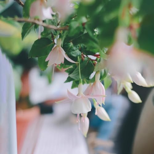 fuchsien, balkon gewächshäuser exotische bonsai gartendeko 35samen