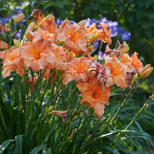 taglilien winterhart mehrjährig - Hemerocallis middendorffii sommerblumen blumensamen pflanztopf bonsai kräutersamen heilpflanzen exotische Seltene Serie 20samen