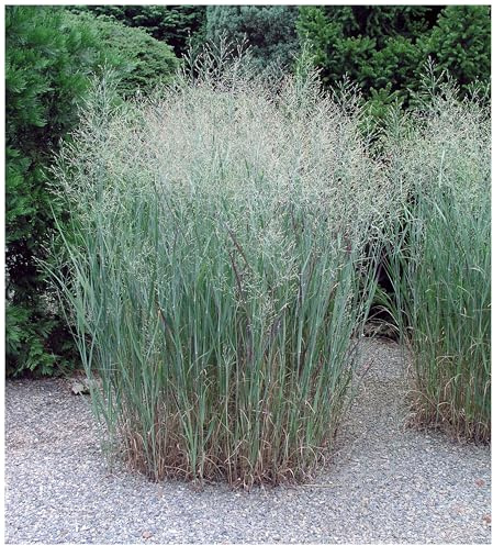 Stauden Gänge 1 x Panicum virgatum 'Heavy Metal' Blaue Rutenhirse | Blaues Ziergras für Sonne, Blüte Juli bis Oktober, mehrjährig, 1 L Topf (11x11 cm)