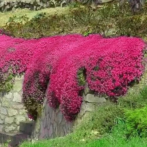 50.000 + semillas de lirios que arrancan la cubierta del suelo,(rojo)