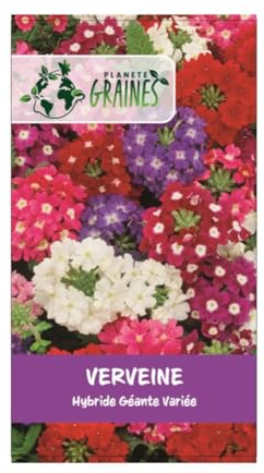 graines VERVEINE HYBRIDE COLORIS EN MELANGE 0,25 grammes soit environ 100 graines - PLANTE -Verbena x hybrida