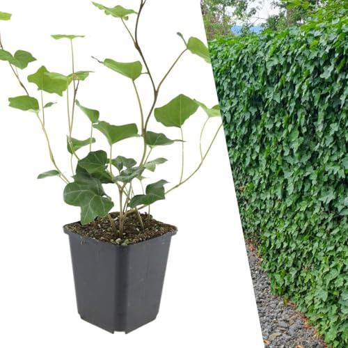 Plants by Frank | 6 Plantes de lierre d'Irlande | Hedera hibernica | Plantes grimpantes persistantes | Couvre-sol, Haie | Arbustes | Plantes d’extérieur | Jardin