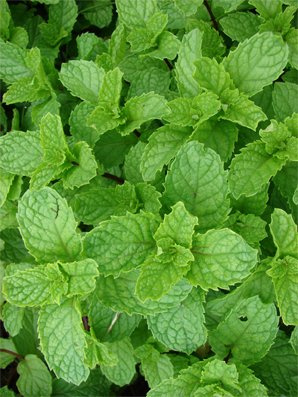 Seedeo Bergminze (Calamintha nepeta) 100 Samen