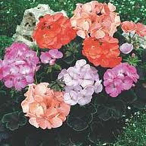 10 semillas Negro Velvet F1 Semillas de geranio hermosa colorea