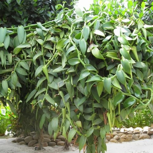 orchidea vaniglia - Vanilla planifolia semi di perenne decorative di giardino resistente primavera selvaggio, autunno, perenne 300pcs