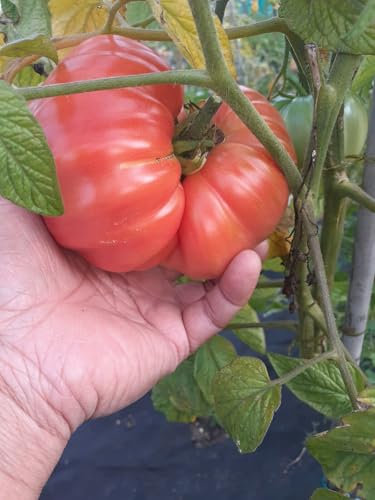 Buy4seeds 20 Seeds Organic Tomato Brandywine red Useful for Garden and Outdoor