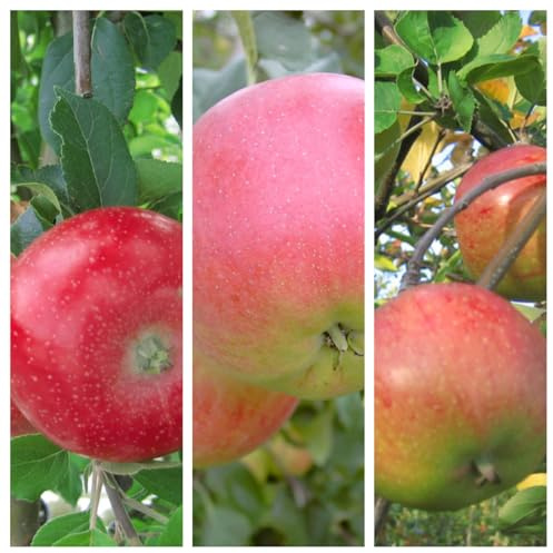 Trio Familienbaum Kinderapfelbaum mit den Sorten Roter Gravensteiner - Rubinola (S) - Topaz (S) 7,5 Liter Topf, M7