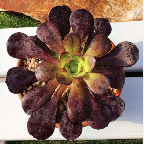 Aeonium Cornish rose specie arbustiva forma di rosa - vaso 10 cm