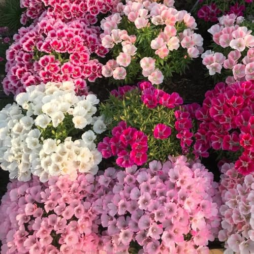 Semillas de azalea de verano, raras variedades antiguas semillas de pradera de mariposas semillas de cobertura del suelo 80pcs
