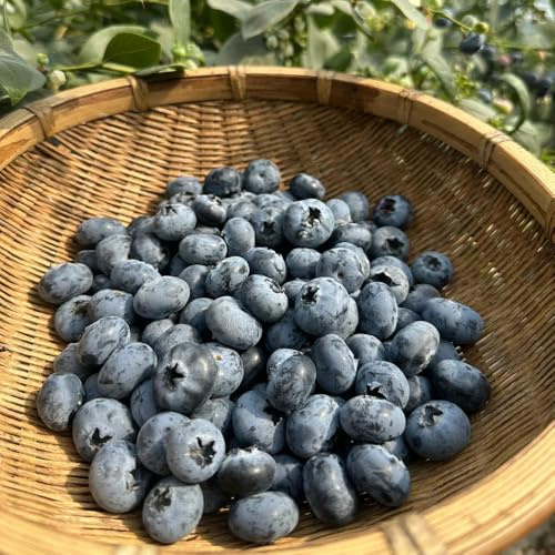 Heidelbeeren, BlaubeerenSamen, obstsamen exotische säulenobstbäume säulenobst winterhart obstbaum balkonpflanzen obstbäume kaufen 600Samen