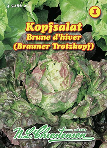 Kopfsalat Brauner Trotzkopf (Portion)
