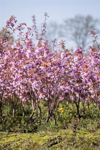 Prunus serrulata 'Kanzan' 80-100 cm – Winterhart, Mehrjährig, Pflegeleicht – Japanische Blütenkirsche – Zierbaum für Garten & Vorgarten