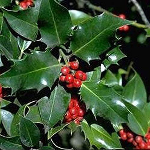 Ilex Aquifolium- Houx commun 40-60 cm en conteneur