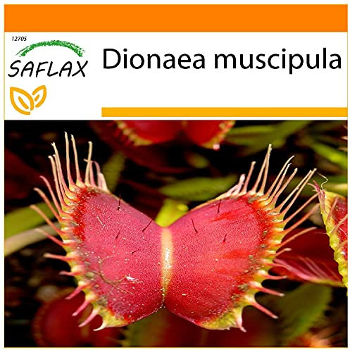 SAFLAX - Garden in the Bag - Venus - Fliegenfalle - 10 Samen - Mit Anzuchtsubstrat im praktischen, selbst aufstellenden Beutel - Dionaea muscipula