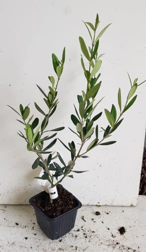 Olea europaea 'Lucques' / Olivier Lucquoise/Godet