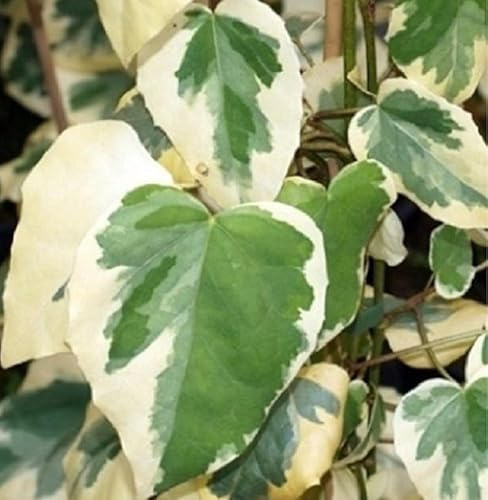40pz Pianta Hedera Variegata