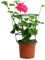 Geranio Hiedra M-13 Colores Surtidos Planta Natural con Flor de Temporada