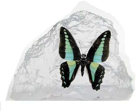 asiahouse24 In Kunstharz gegossene Schmetterlinge, Insekten, Skorpione und mehr. Briefbeschwerer, Icemountain, Nicht scharfkantig (Schmetterling 07)
