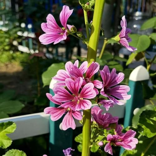 semillas de malva perenne resistentes para balcones semillas de silvestres 10pcs