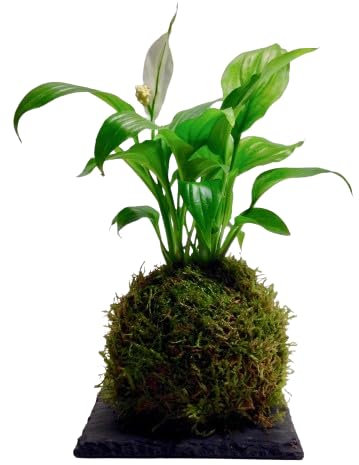 DECOALIVE Kokedama Planta Espatifilo Planta de Interior Natural Que Atrae la Fortuna