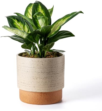 Chubacoo Self Watering Ceramic Planter: 8 Inch Plant Pot with Drainage Hole & Water Storage Plus for Outdoor & Indoor Plants, Succulents, Herbs - Flower Pot for Home or Office Decor - Brush