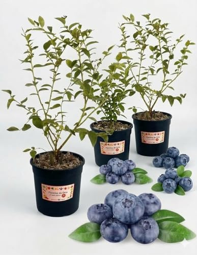 Corymbosum Bluegold (Mirtillo Americano) | 3 Piante in Vaso | Pianta da Frutto Compatta e Resistente | Mirtilli Dolci e Aromatici | Ideale per Balcone e Giardino | Facile da Coltivare