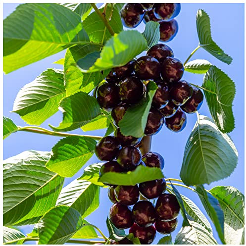 Hedelfinger Cherry Tree 3-4ft in 6L Pot, Ready to Fruit,Dark Juicy & Sweet Cherries 3fatpigs®