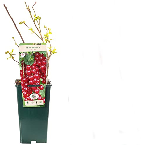 Arbusto Frutal de Grosella ROJA Natural una Adición Colorida y Saludable para tu Jardín