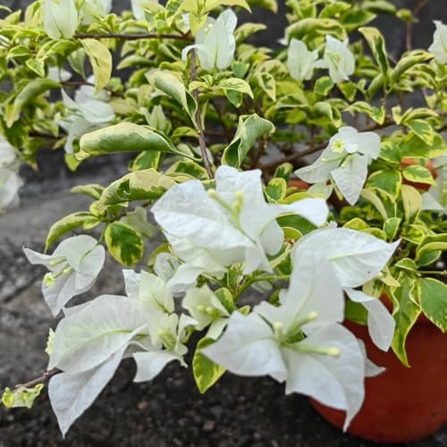Bougainvillea - balkonpflanzen steingartenpflanzen sträucher 850samen