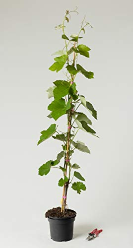 Tafeltraube Weintraube Erdbeertraube - Vitis Erdbeertraube 60-100 cm hoch - Garten von Ehren