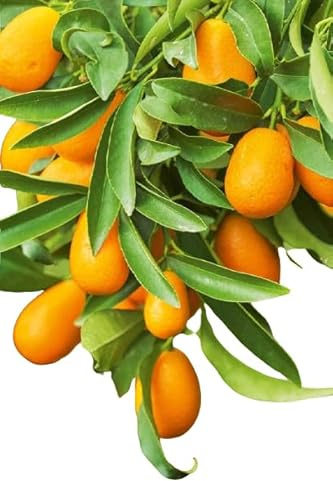 Naranjo Cherry Natural Cultiva Kumquats Exquisitos en Casa