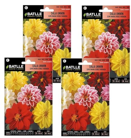 Semillas de dalia semi enana de Semillas Batlle PACK (4)