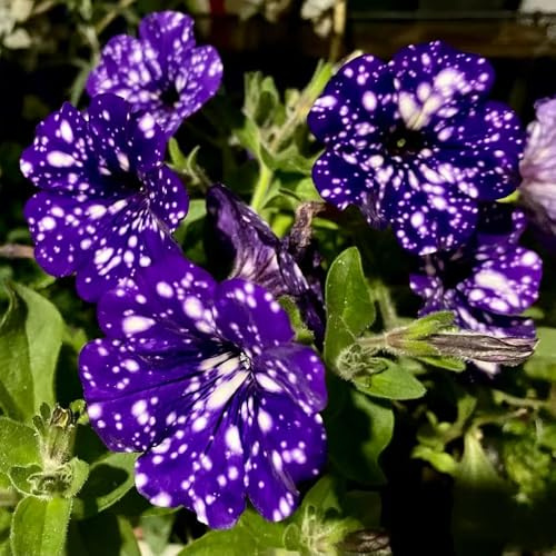 semi di petunia - in vaso estremamente resistenti giardino roccioso selvatici all'ombra amanti dell'ombra estivi balcone 1500pcs